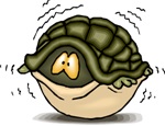 turtleshell